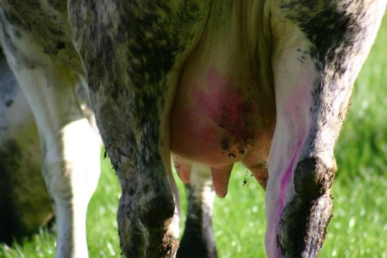 a close up of a cow in some grass