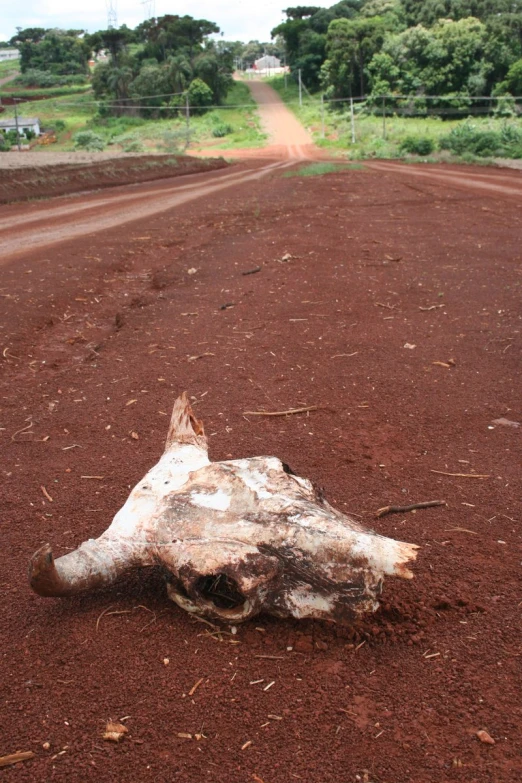 a piece of drift wood sitting on the side of a dirt road