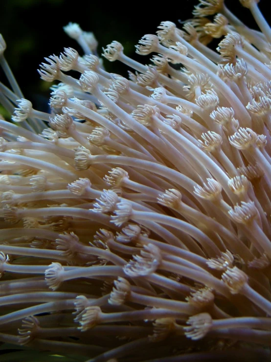 a close up of some very pretty flower like plants