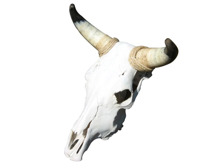 a long horn steer on the side of a hill