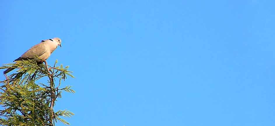 a white and grey bird sitting on top of a tree