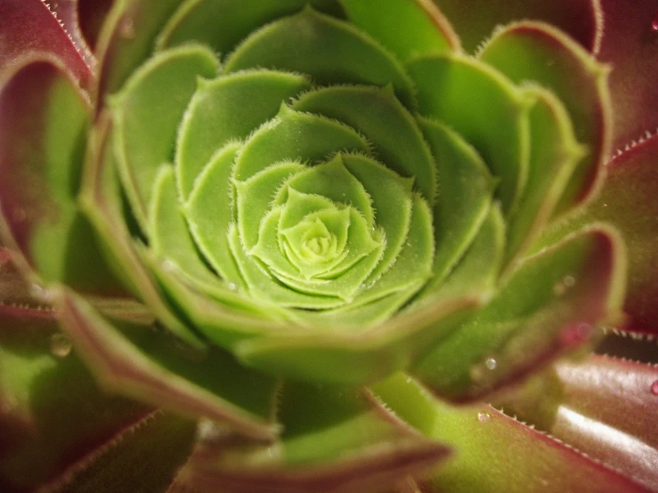 a close up s of the center of a flower