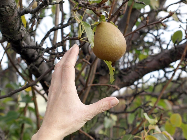 someone is reaching for a green pear on a nch