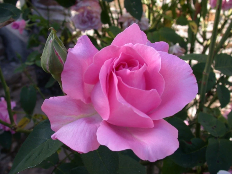 a pink flower in the center of a group of flowers