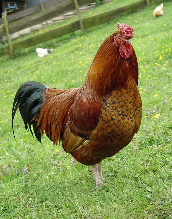 a large chicken is standing in the grass