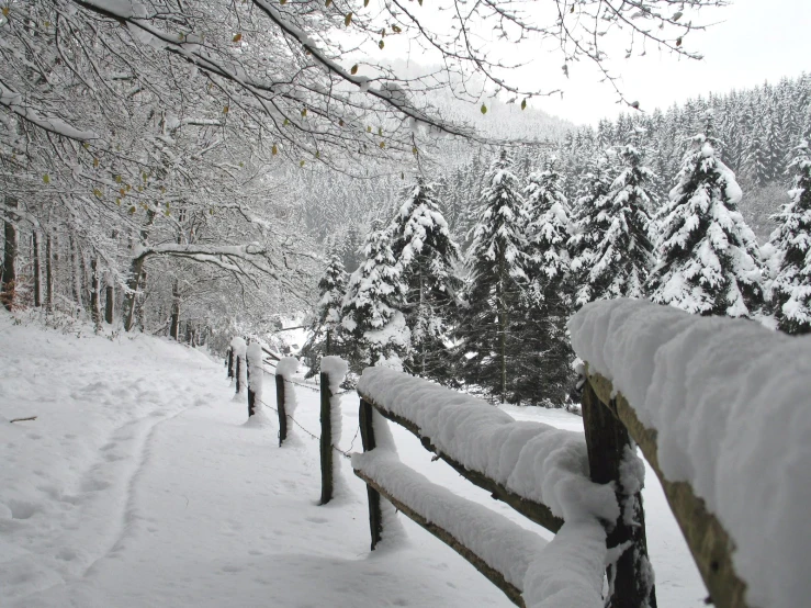 the snow is covering the trees and walkway