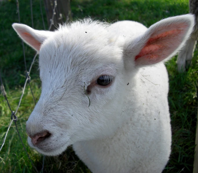 a white lamb is standing in a field