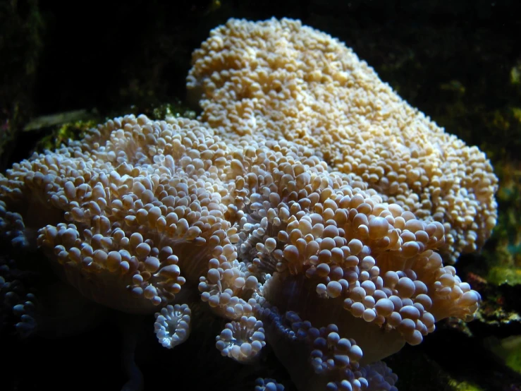 an image of an underwater coral near the sea