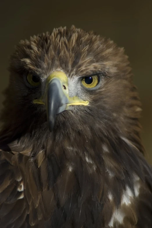 a golden, brown and white eagle has big yellow eyes