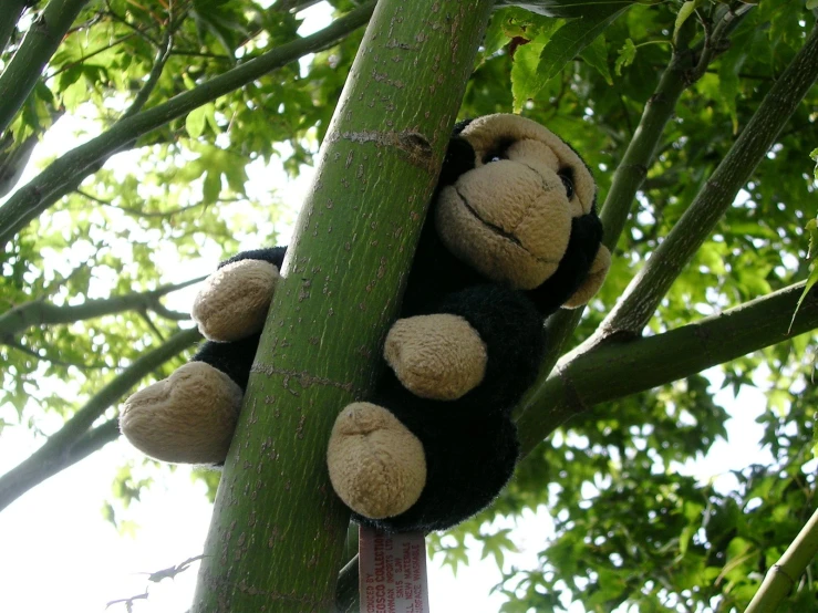 stuffed animals hanging on top of a tree limb