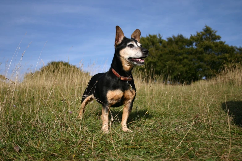 a dog with a collar stands in tall grass