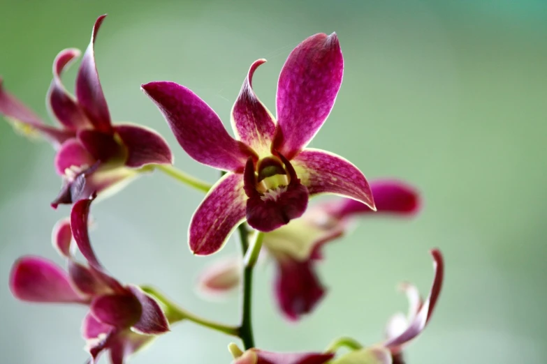 pink flowers growing through a blurred background