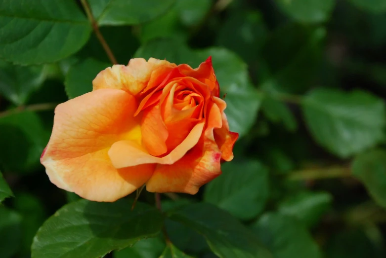 an orange rose with leaves in the background