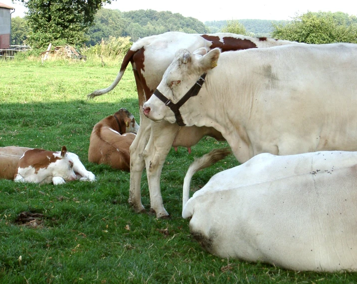 two adult cows with calves lying on the grass