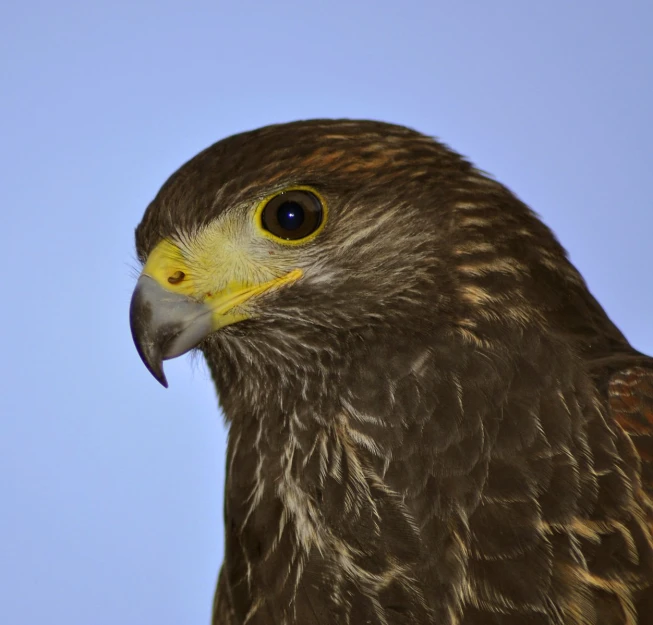 the brown and yellow colored bird is on the nch