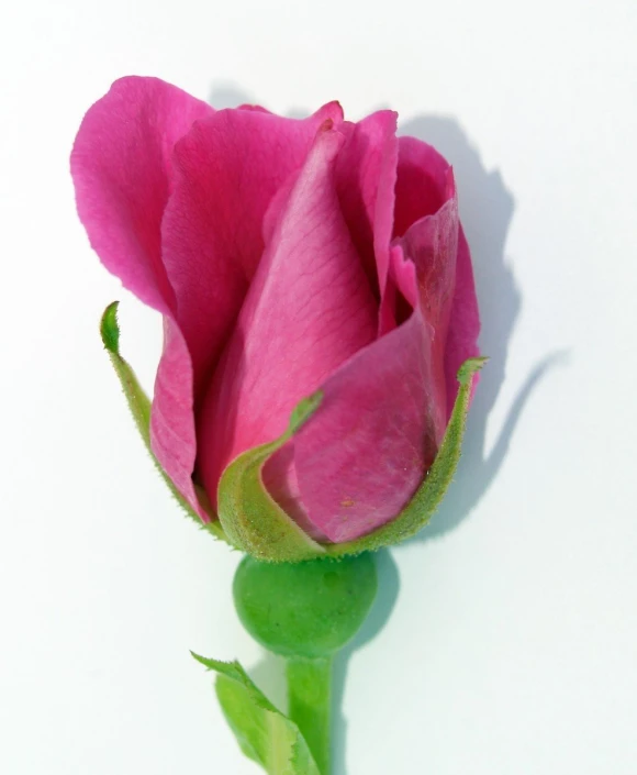 pink flower bud in the middle of a white background