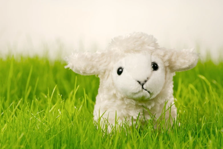 a small lamb in a grassy field looking straight ahead