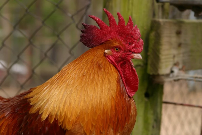 a red and orange rooster standing in the dirt