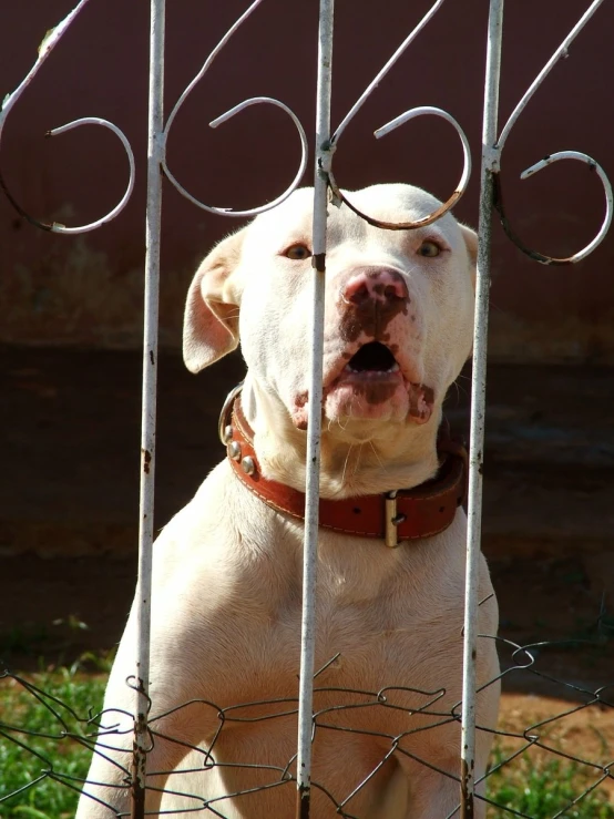 an animal sitting behind a metal fence in the sun