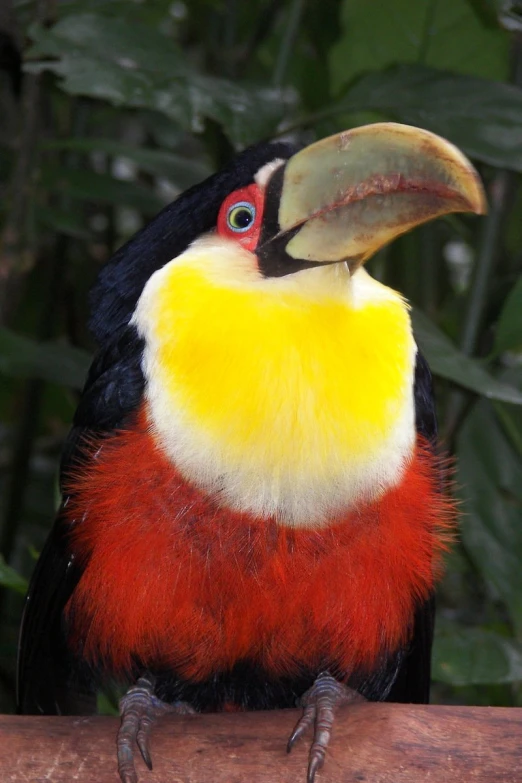 a colorful bird is on the nch of a tree