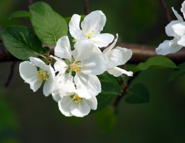 the large white flowers are on the tree