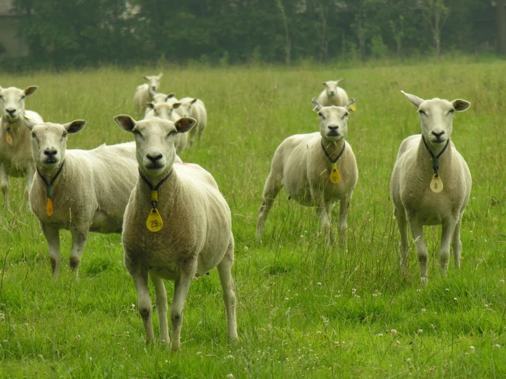 there are many white sheep walking around in the grass