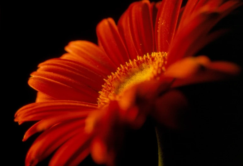 the background is black and has red and white flowers