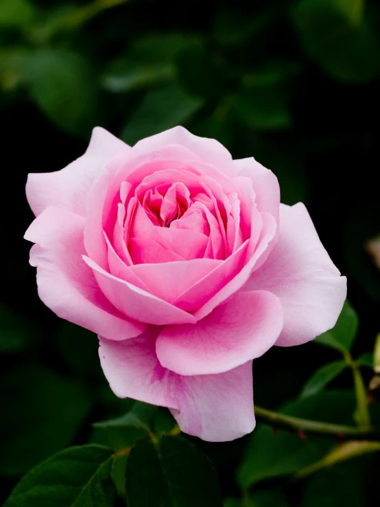 a pink rose with green leaves around it