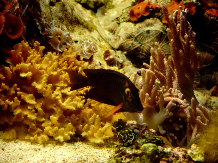 a sea slugfish is swimming along some corals