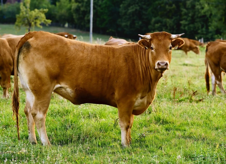 a herd of cows in an open field, with trees behind them