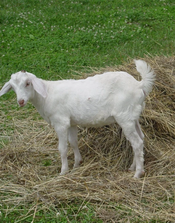 a white goat with some hay and other grass