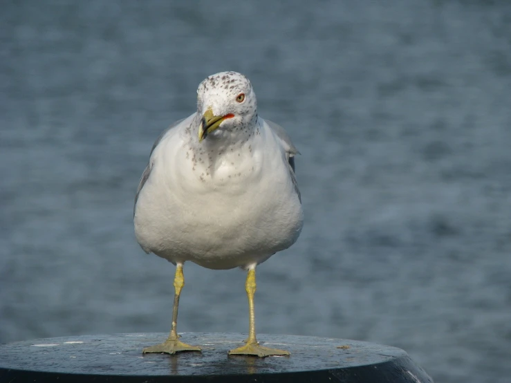 white bird on top of black pole next to water