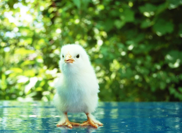 the tiny chicken is sitting on the glass