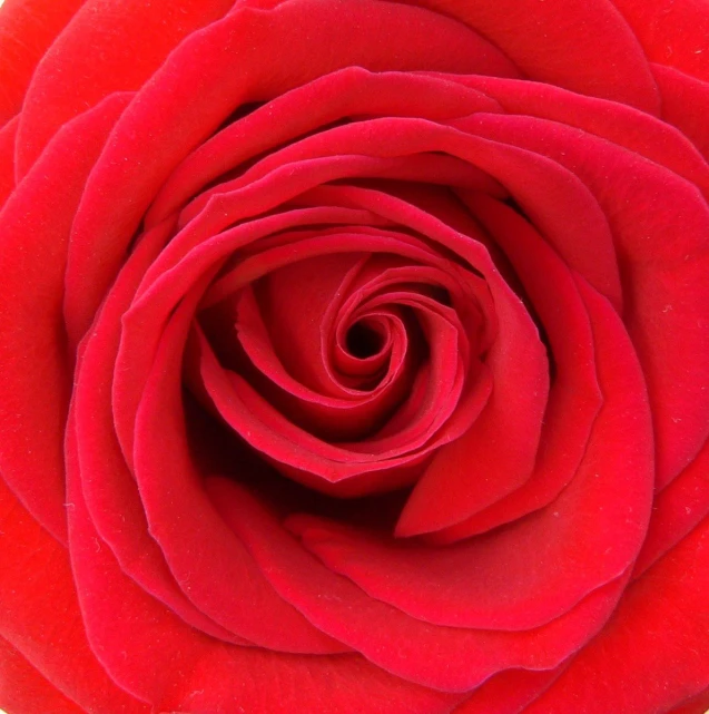 a red flower with the center curled up