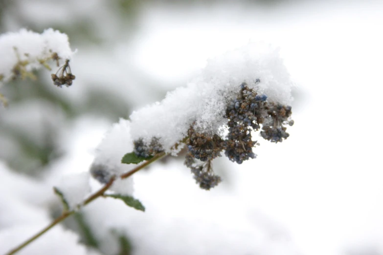 a bush with very small brown berries are covered in snow