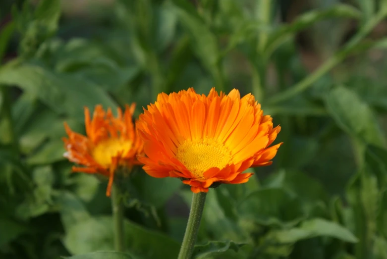 a yellow flower sits in the middle of a green plant