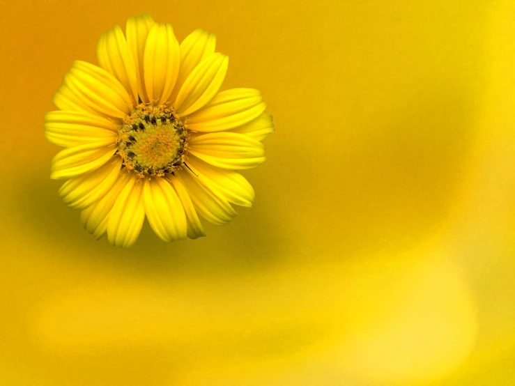a yellow flower that is in the center of a room