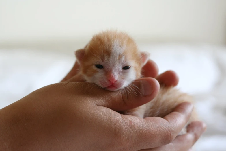 a person holds a small orange kitten in their left hand