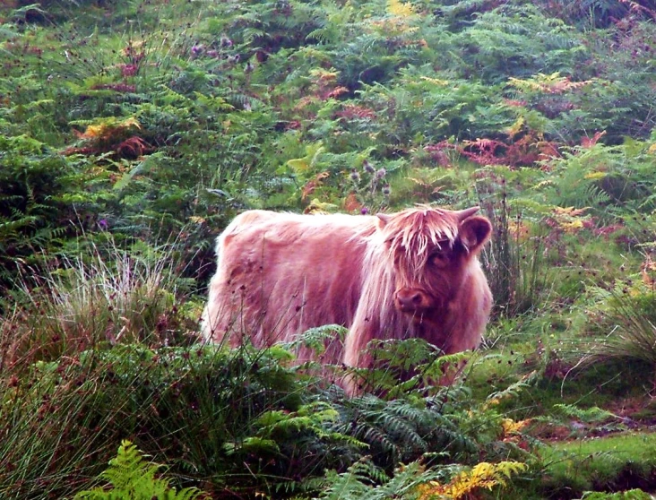 a cow standing in the middle of a lush green field