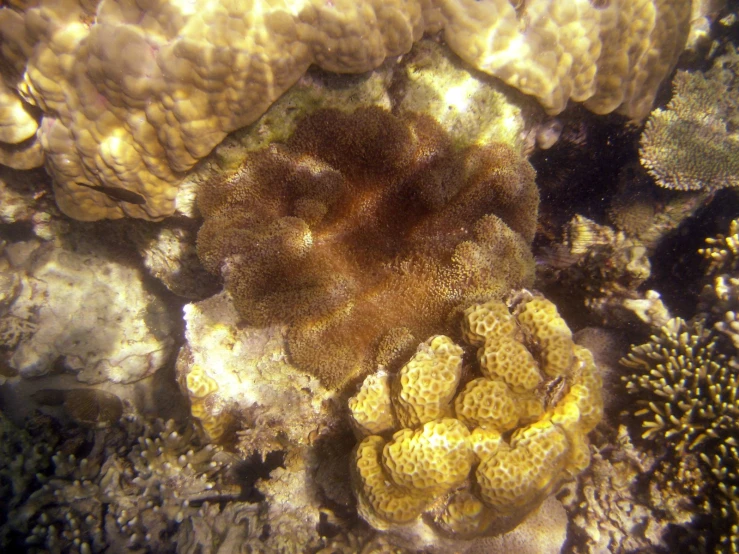 some sort of coral that is growing on a sea bottom