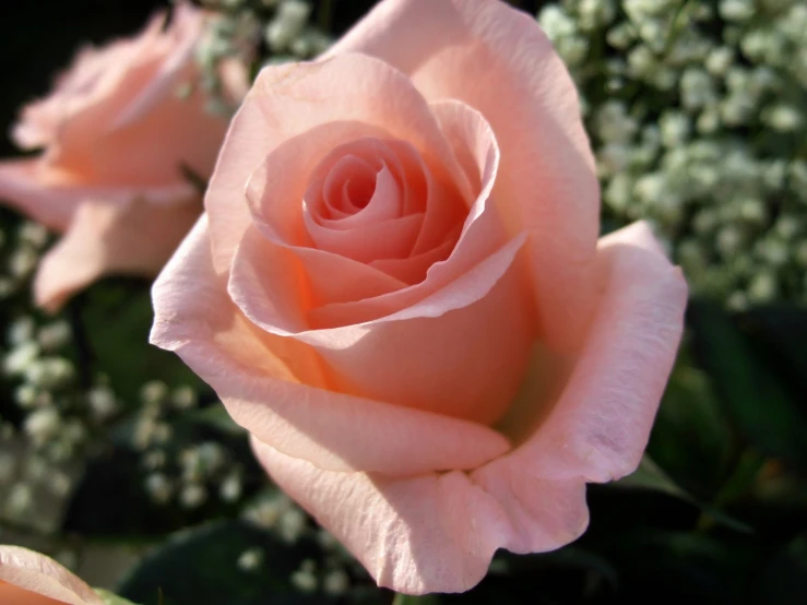 some pink flowers are growing and blooming