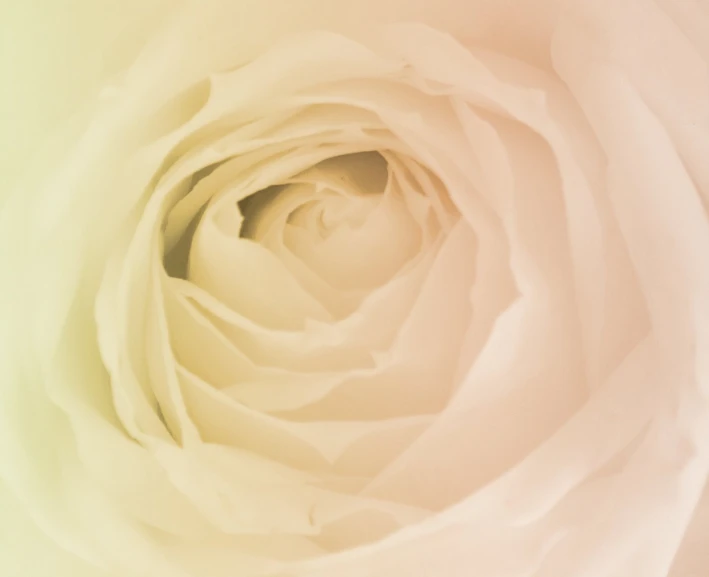 a flower is growing up close with a blurred background