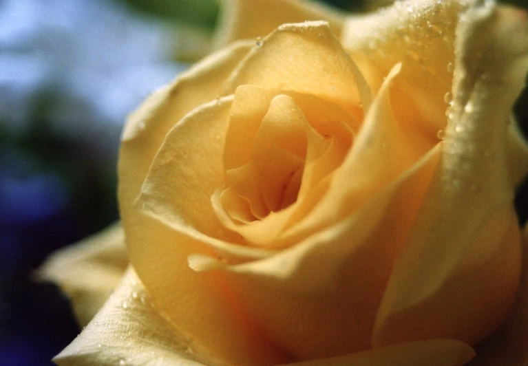 closeup view of a yellow rose blooming