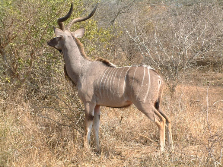 a gazelle standing alone with its large horns crossed