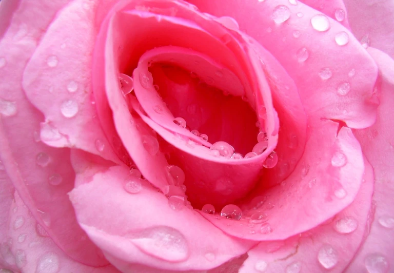 a pink rose with rain droplets on its petals