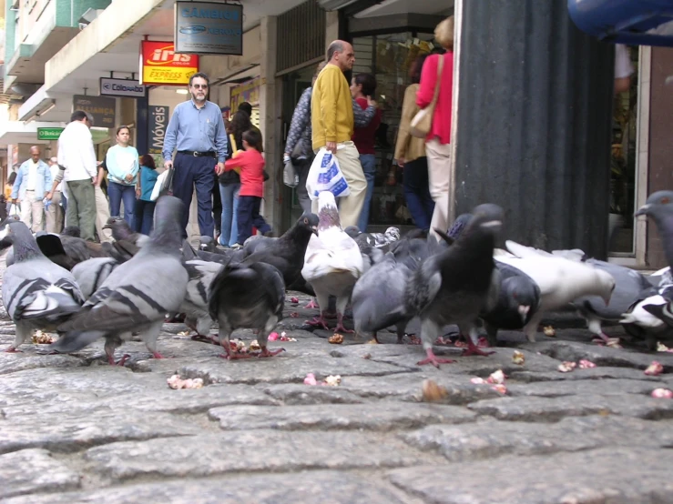 a bunch of pigeons are standing on the sidewalk in front of people