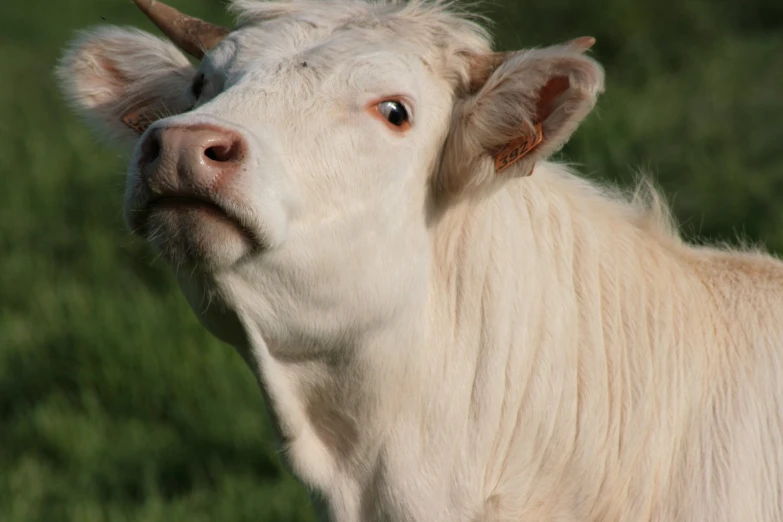 a very large white cow with long horns looking at the camera