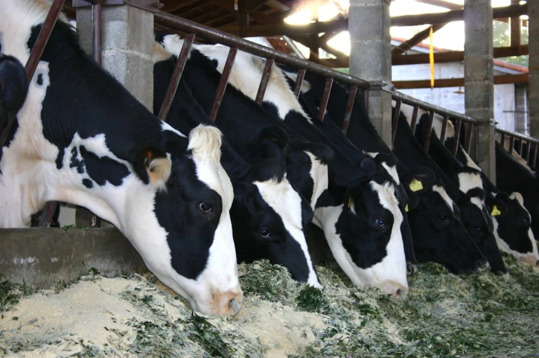 there are many cows eating hay in the barn