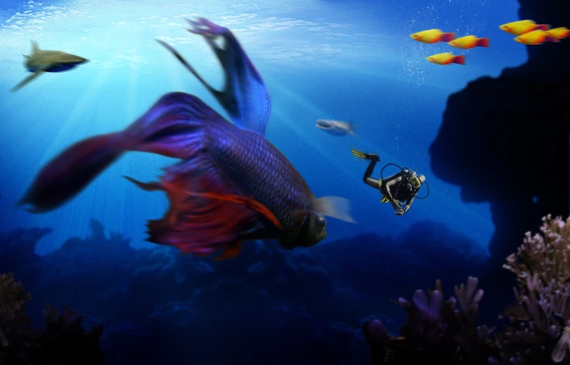 a red and blue fish and two divers in the water