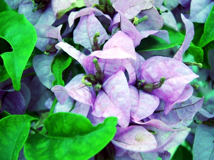 a group of purple flowers that are in some green leaves